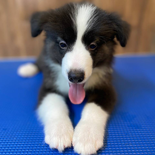 Chó Border Collie lông ngắn thân hình mảnh khảnh nằm thư giãn trên nền xanh
