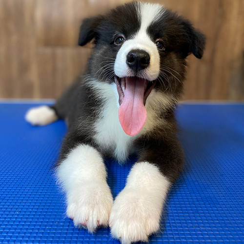 Chó Border Collie đen trắng nằm trên nền xanh, đang thè lưỡi cực đáng yêu
