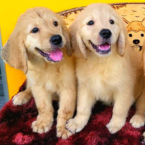 Cặp chó Golden Retriever thuần chủng dễ thương tại Chomeocanh.com