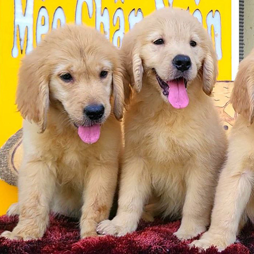 Hai chú chó Golden Retriever 2 tháng tuổi ngồi cạnh nhau, lưỡi thè ra dễ thương
