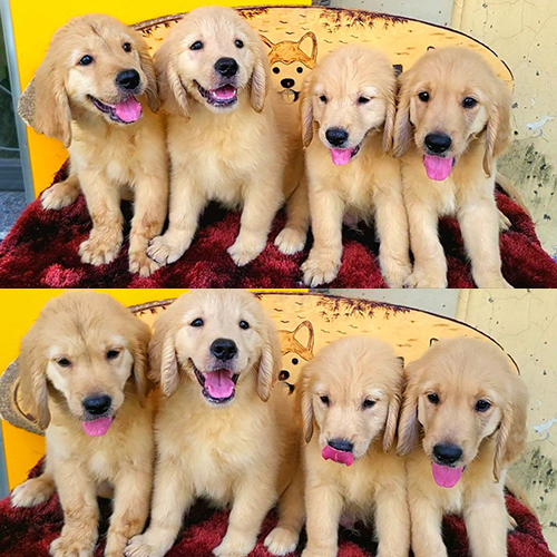 Đàn chó Golden Retriever con đáng yêu đang ngồi thành hàng