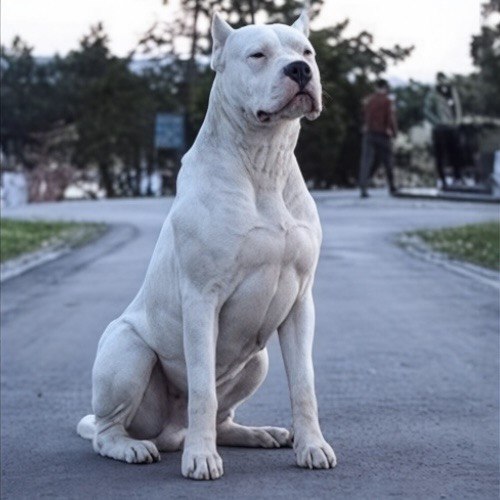 Chó Dogo Argentino là giống chó cực kỳ khỏe mạnh và trung thành. Trong lịch sử chúng được sử dụng làm chó bảo vệ hoặc chiến đấu trong các trận chọi chó