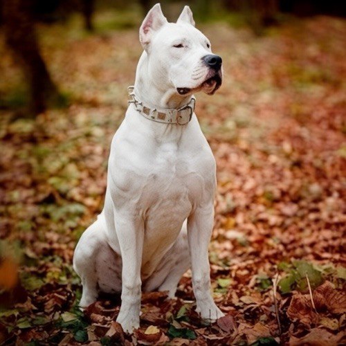 Là giống chó cực kỳ mạnh mẽ. Chó Dogo Argentino đòi hỏi người chủ đầy kinh nghiệm và bản lĩnh.