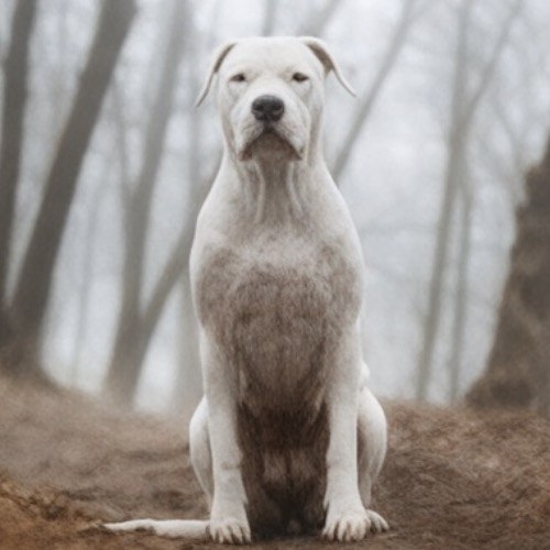 Chó Dogo Argentino thường gặp một số bệnh di truyền ở chó có bộ lông màu trắng