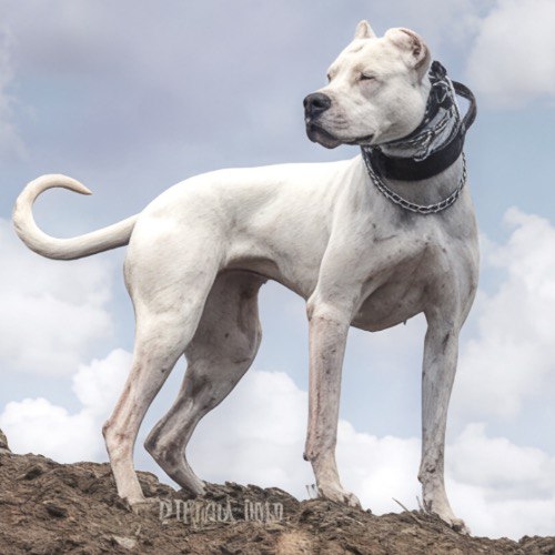 Chó Dogo Argentino có nguồn gốc từ đất nước Argentina