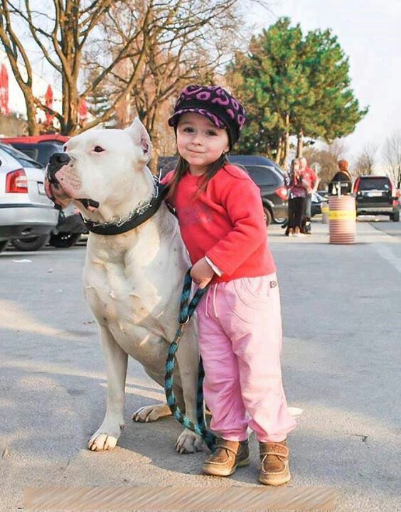 Chó Dogo mặc dù tương đối ngầu nhưng lại rất thân thiện với trẻ em.
