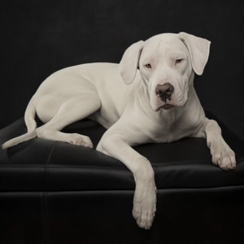 Bạn nên chọn mua chó Dogo Argentino từ những người bán có uy tín