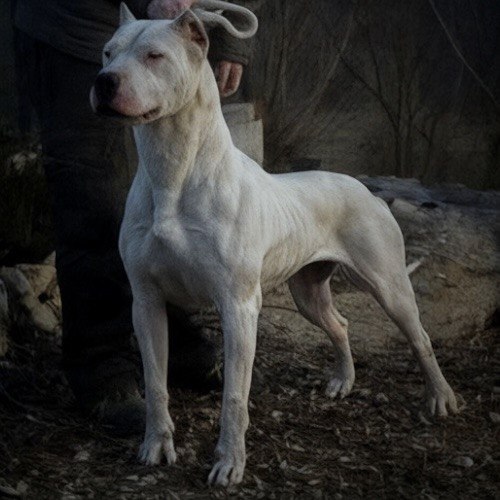 Chó Dogo Argentino cần được vận động thường xuyên để giải phóng bớt năng lượng