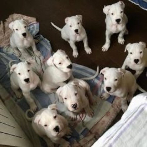 Chó Dogo Argentino thường không mấy thân thiện với người và vật nuôi lạ. Vì vậy, bạn phải cẩn thận khi cho chúng tiếp xúc với môi trường mới và lạ