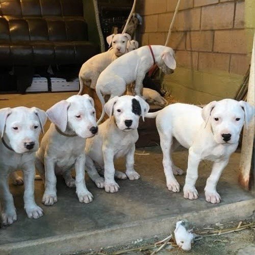 Bạn nên nuôi chó Dogo ngay từ khi còn nhỏ để dễ huấn luyện
