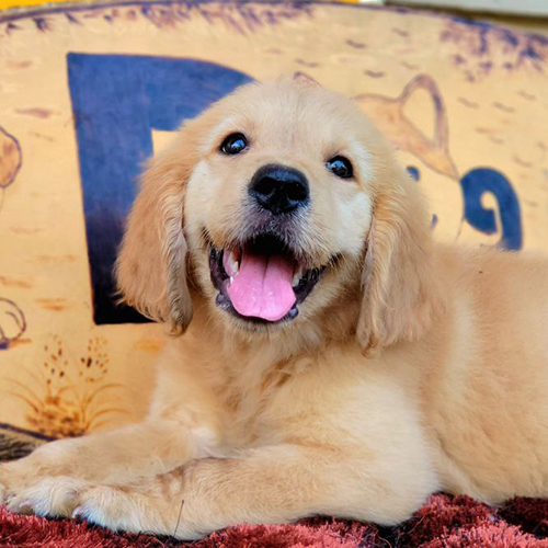 Chó Golden Retriever 2 tháng tuổi nằm trên thảm, miệng cười tươi