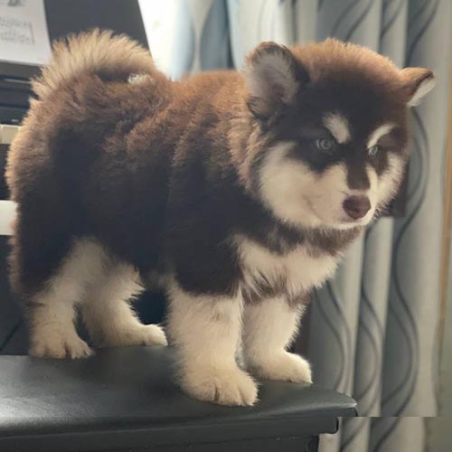 Chó Alaska con thuần chủng lông nâu trắng bông xù, đứng trên ghế