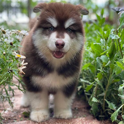Chó Alaska nâu đỏ con đi dạo trong vườn, lông dày, mắt sáng, dáng vẻ vui tươi