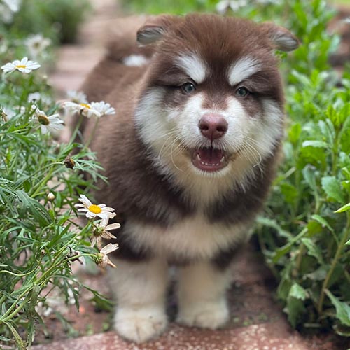 Chó Alaska con đứng giữa vườn hoa, biểu cảm dễ thương
