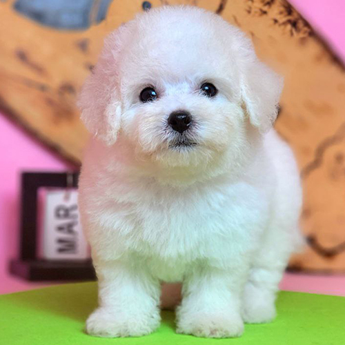 Chó Bichon Frise con trắng muốt, dễ thương và cần chăm sóc kỹ lưỡng để luôn khỏe đẹp.