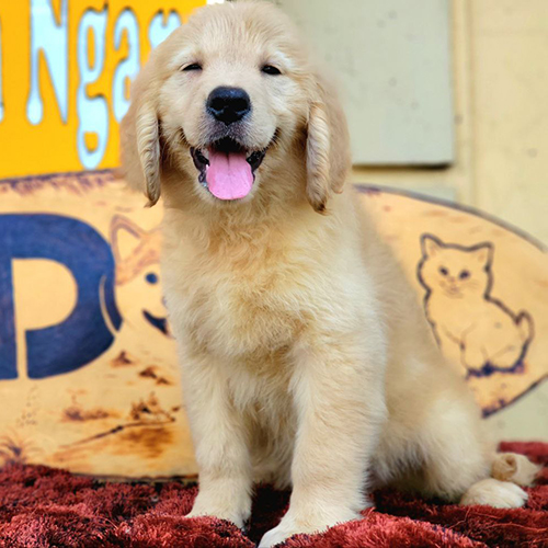 Chó Golden Retriever thuần chủng lông vàng, cười tươi ngồi trên thảm