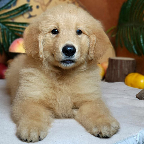 Chó Golden Retriever con nằm thư giãn, bộ lông vàng mượt và ánh mắt thông minh