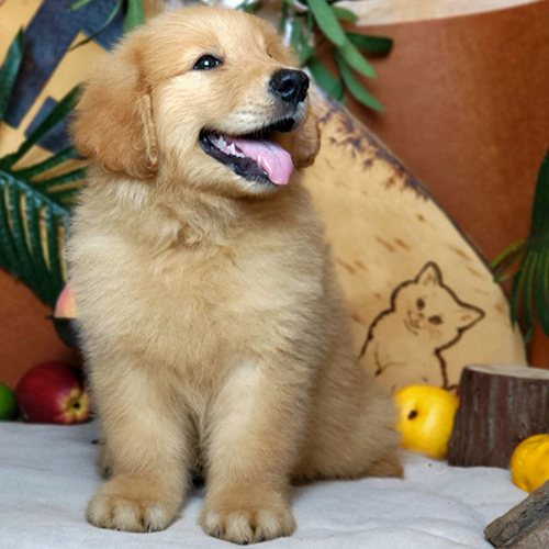 Chó Golden Retriever con màu vàng đậm ngồi ngoan ngoãn