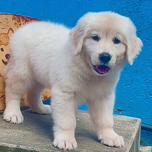 Chó Golden Retriever con lông vàng kem đứng trên nền xi măng cạnh tường xanh