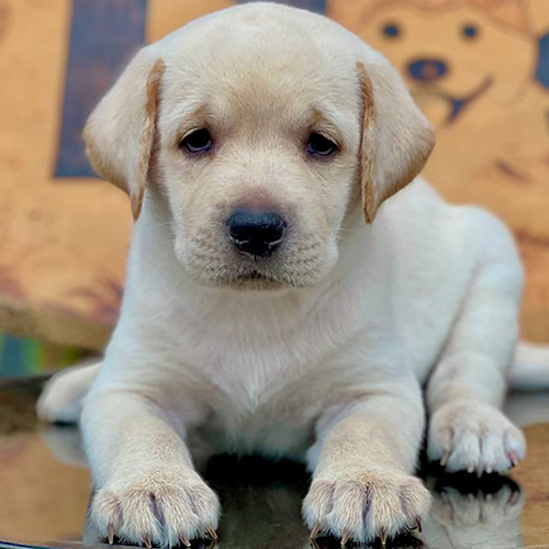 Chó Labrador con nằm nghiêm túc và đáng yêu