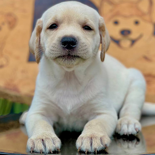 Chó Labrador con nằm yên theo lệnh