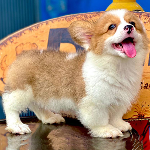 Chó Corgi Pembroke mông bự không đuôi đáng yêu.