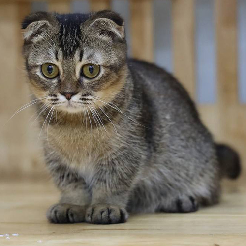 Mèo Scottish Fold màu nâu tabby lông ngắn.
