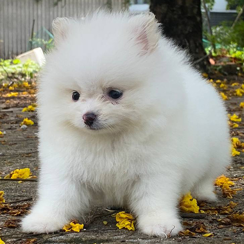 Chó Phốc Sóc mini trắng đứng giữa hoa vàng ngoài trời