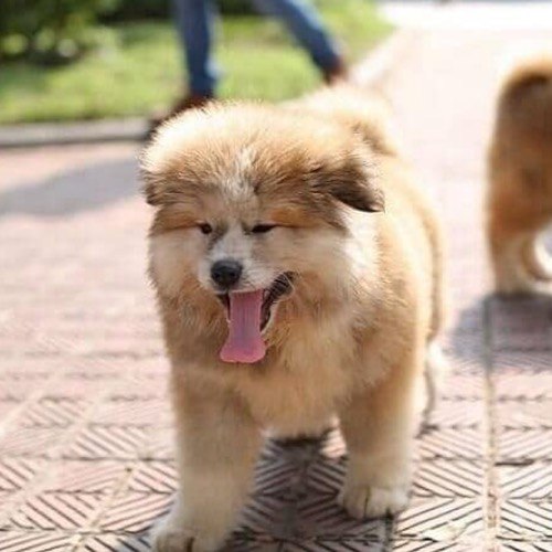 Chú chó Akita lông dài đáng yêu đang đi trên lối đi lát gạch.