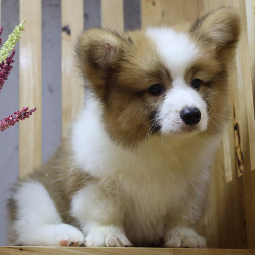 Chó Corgi Fluffy lông dài màu vàng trắng dễ thương