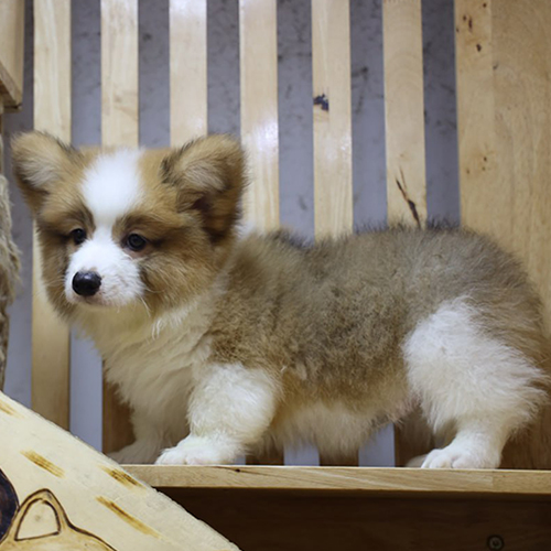 Chó Corgi siêu vòng 3 với bộ lông dày mềm mại.