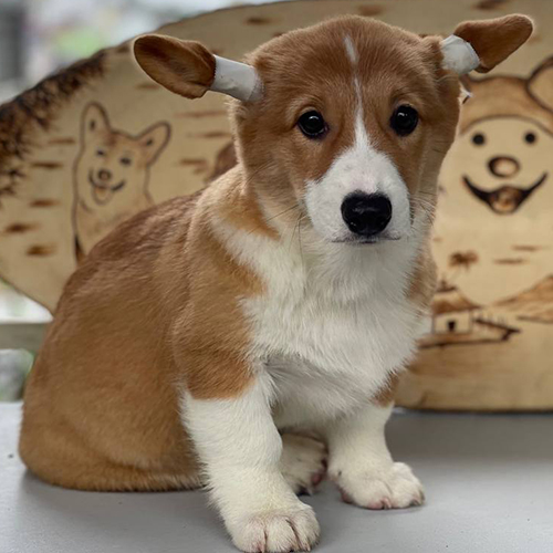 Chó Corgi cái lông vàng trắng đang dán tai