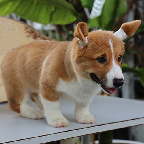 Chó Corgi 5 tháng tuổi thông minh và năng động