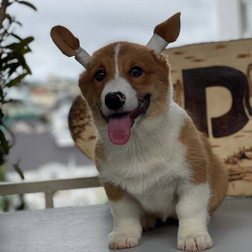Chó Corgi tai dán dễ thương ngồi thè lưỡi