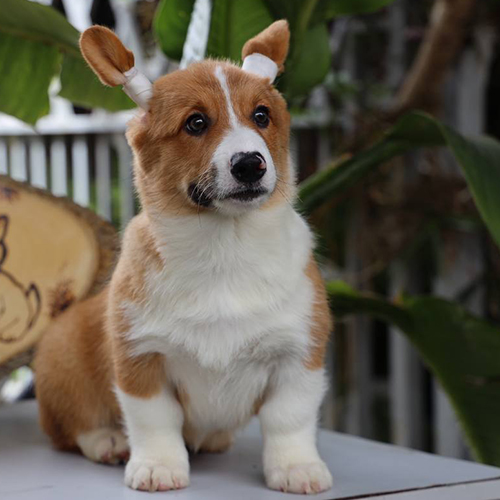 Chó Corgi trưởng thành với tai dựng, cân nặng chuẩn.