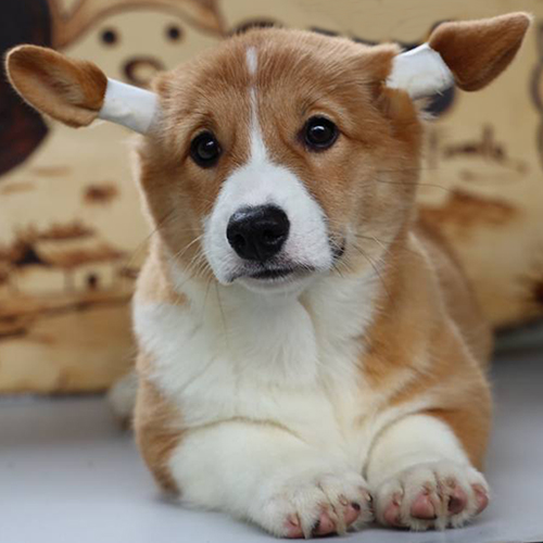 Chó Corgi 10 tháng tuổi với đôi tai được cố định