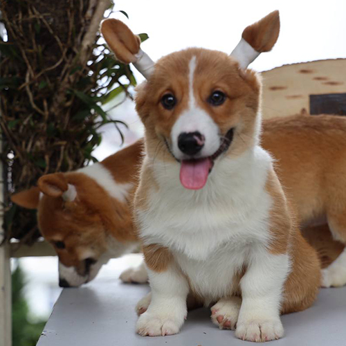 Chó Corgi 9 tháng tuổi tai dán băng, lưỡi thè siêu dễ thương