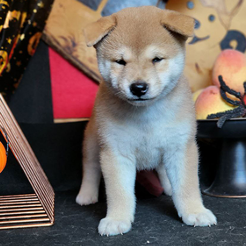 Chó Shiba Inu con đứng trước bàn trang trí