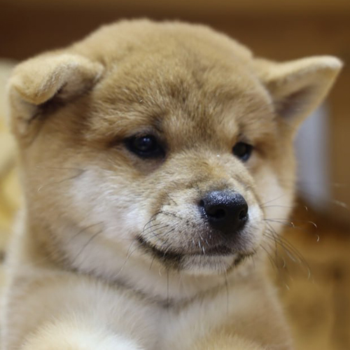 Chó Shiba Inu đực màu vàng dễ thương, mặt tròn má bánh bao
