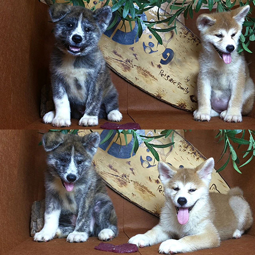 Hai chú chó Akita Inu con – một lông vện, một lông vàng trắng – ngồi cạnh nhau, vui vẻ.