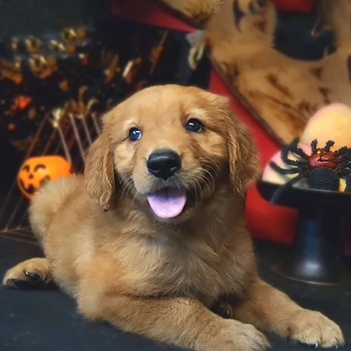 Chó Golden Retriever con lông vàng đậm nằm thư giãn bên trang trí Halloween