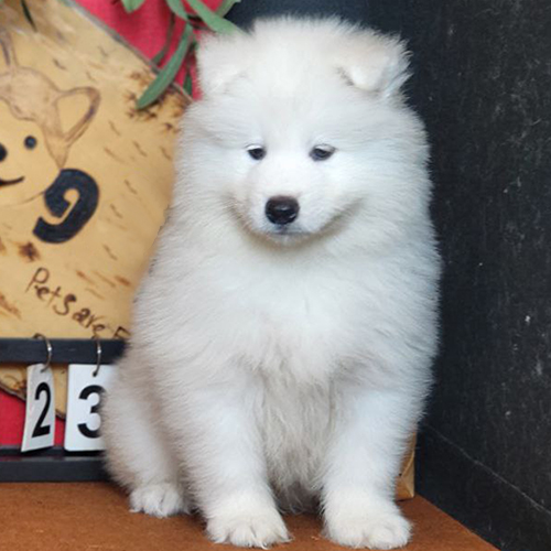 Chó Samoyed con lông trắng tinh đang ngồi trên nền gỗ, vẻ ngoài xinh xắn