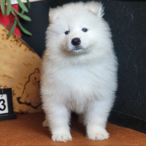 Chó Samoyed con đứng nghiêm với bộ lông trắng muốt và ánh mắt thông minh