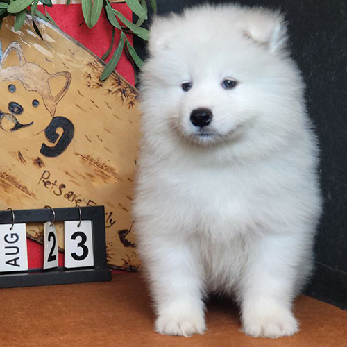 Chó Samoyed con đứng cạnh bảng ngày tháng và bảng gỗ trang trí hình chó