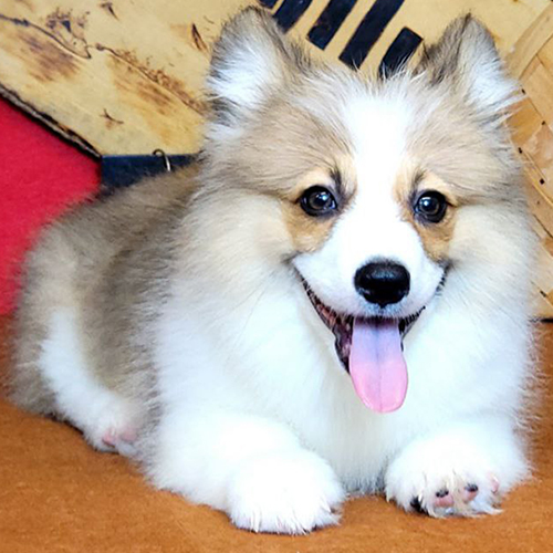 Chó Corgi dễ thương đang nghỉ ngơi, minh họa lưu ý khi cho chó ăn đúng cách và an toàn
