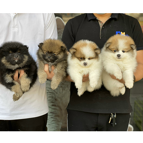 Đàn chó Phốc Sóc thuần chủng nhiều màu như đen, vàng, trắng nâu tại Chomeocanh.com