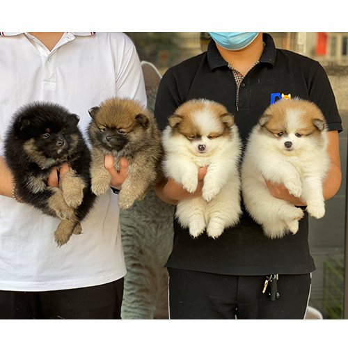 Bốn bé chó Phốc Sóc mini đủ màu sắc được bế bởi nhân viên MeowGo Pets