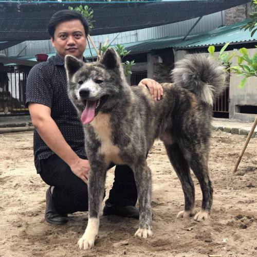 Chó Akita đực nhập từ Nga tại Chomeocanh.com.