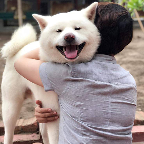 Chó Akita Inu trắng đực, thuần chủng, lông dày bông, được bế trên tay, mặt cười vui vẻ