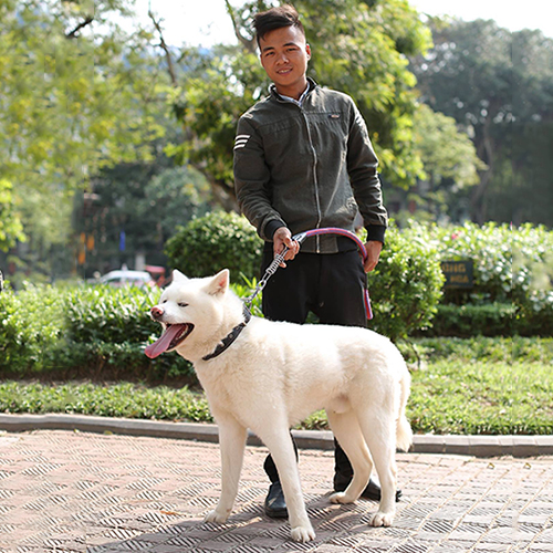 Chó Akita Inu trắng trưởng thành, dáng chuẩn, đang được dắt đi dạo công viên